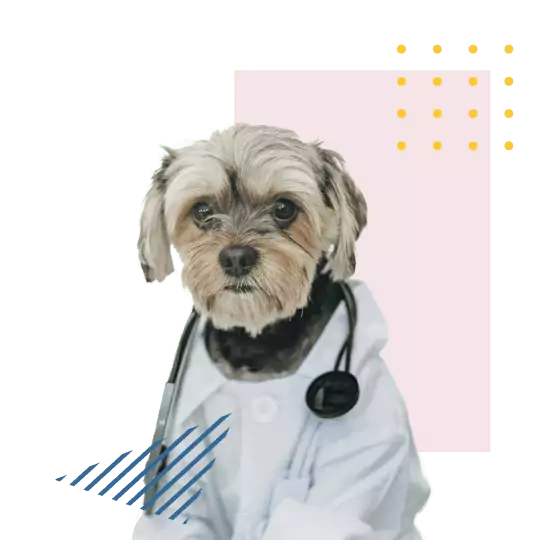 Pet insurance Image -Dr Dog