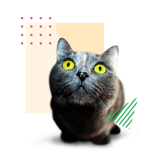 Pet insurance Image - Black Cat