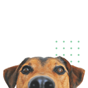 Pet insurance Image - Dog Looking