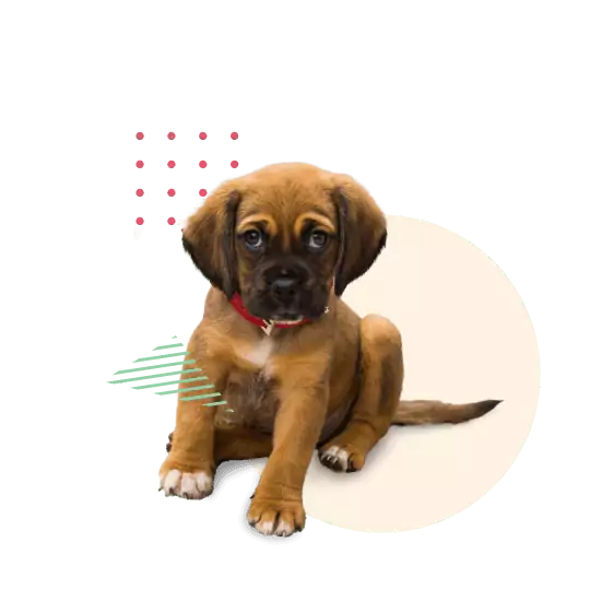 Pet insurance Image - Puppy Dog